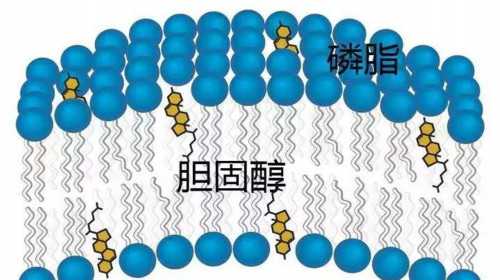 广州华诚试管助孕,广州供卵医院就到十月幸孕助孕_靠谱供卵机构